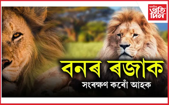 আজি বিশ্ব সিংহ দিৱস, ভাৰততে আছে এছিয়াটিক সিংহৰ অন্তিমটো বাসস্থান